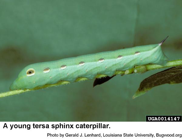 Some tersa sphinx caterpillars are pale green